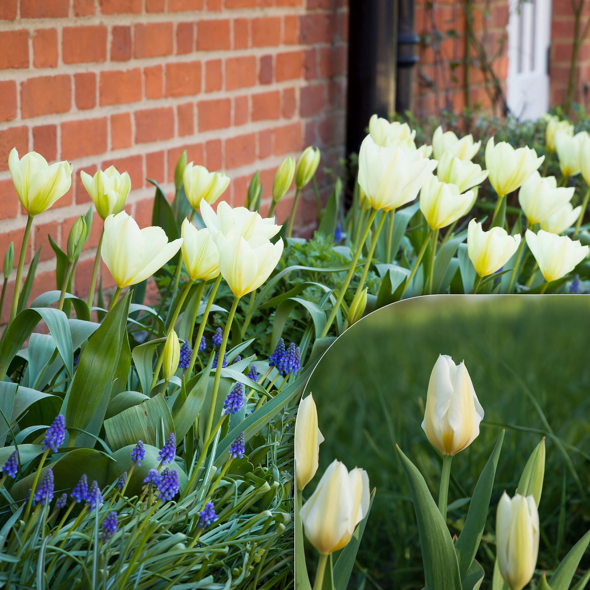 Bakker Tulipes Fosteriana Purissima sachet 10 bulbes blanc