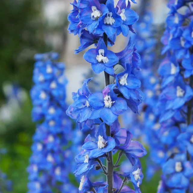 Bakker Delphinium Blue Bird vivace pot 9cm fleur bleue