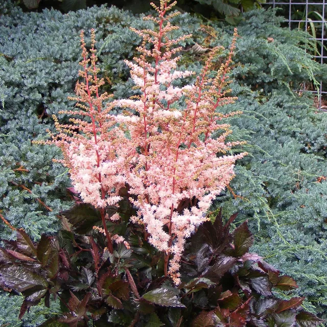 Bakker Astilbe Spotlight plante vivace pot 11cm rose ombre