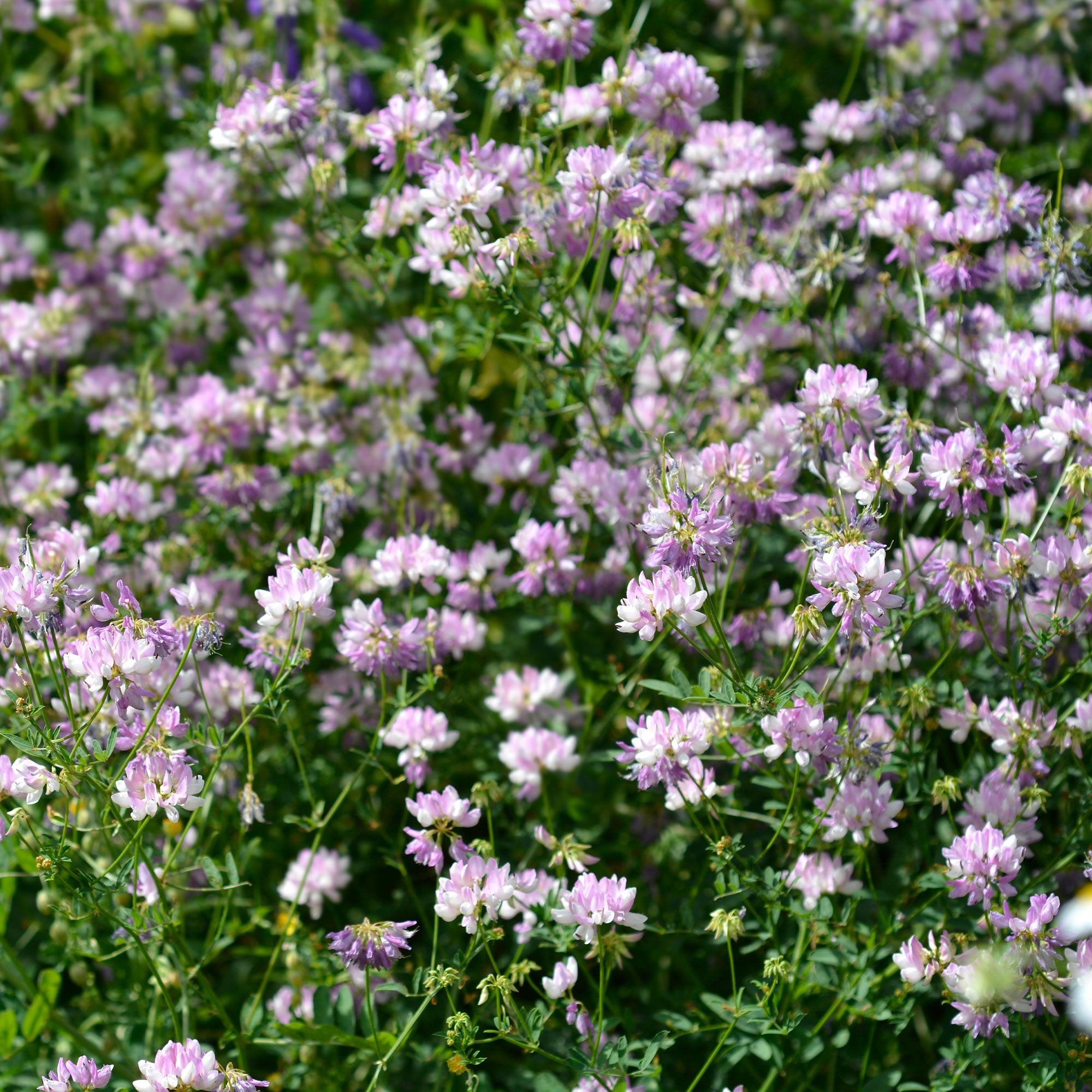 Bakker Coronille varia vivace couvre-sol 2 pots fleurs jaunes
