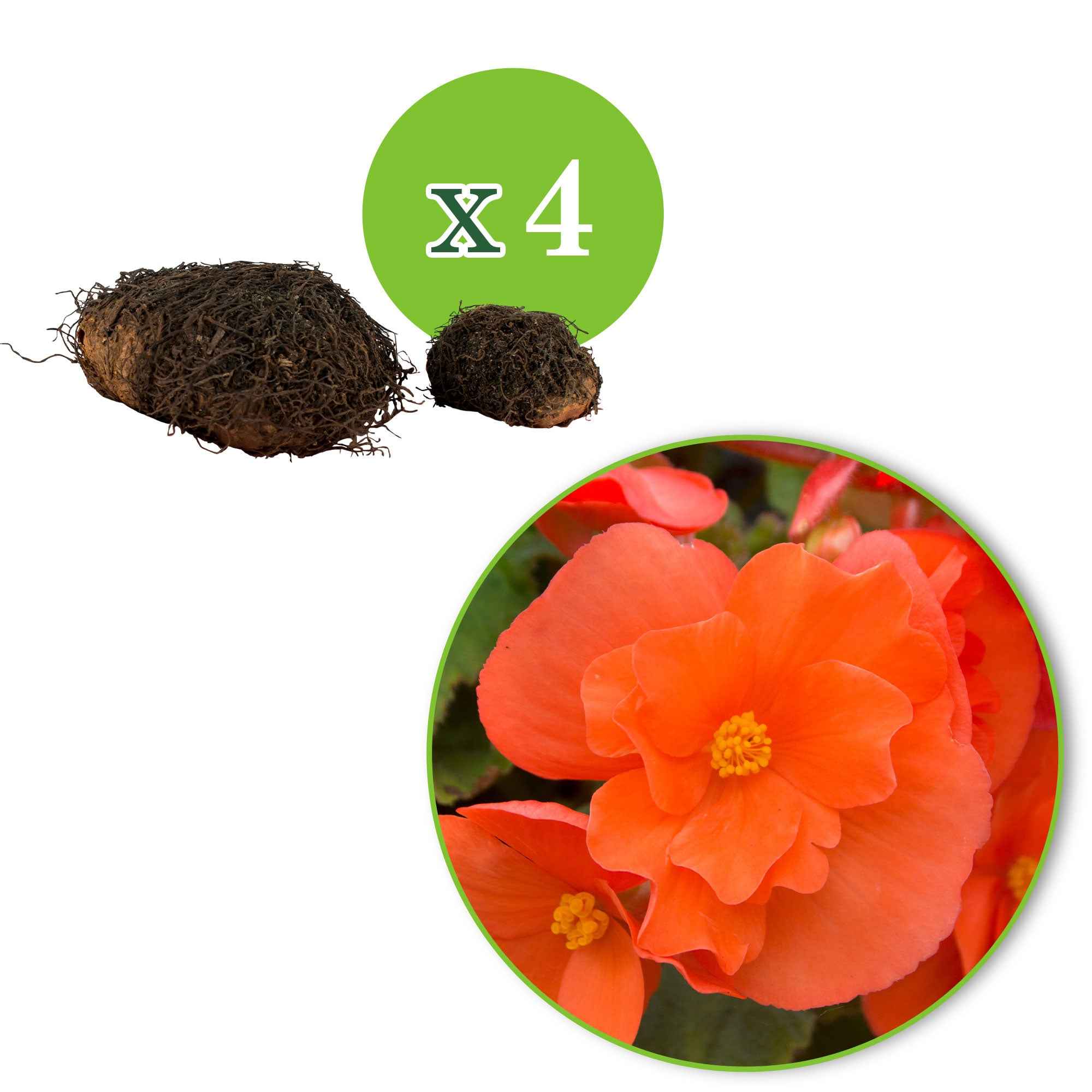 Bakker Bégonias retombants orange bulbes sachet 4 cal. 5-6cm