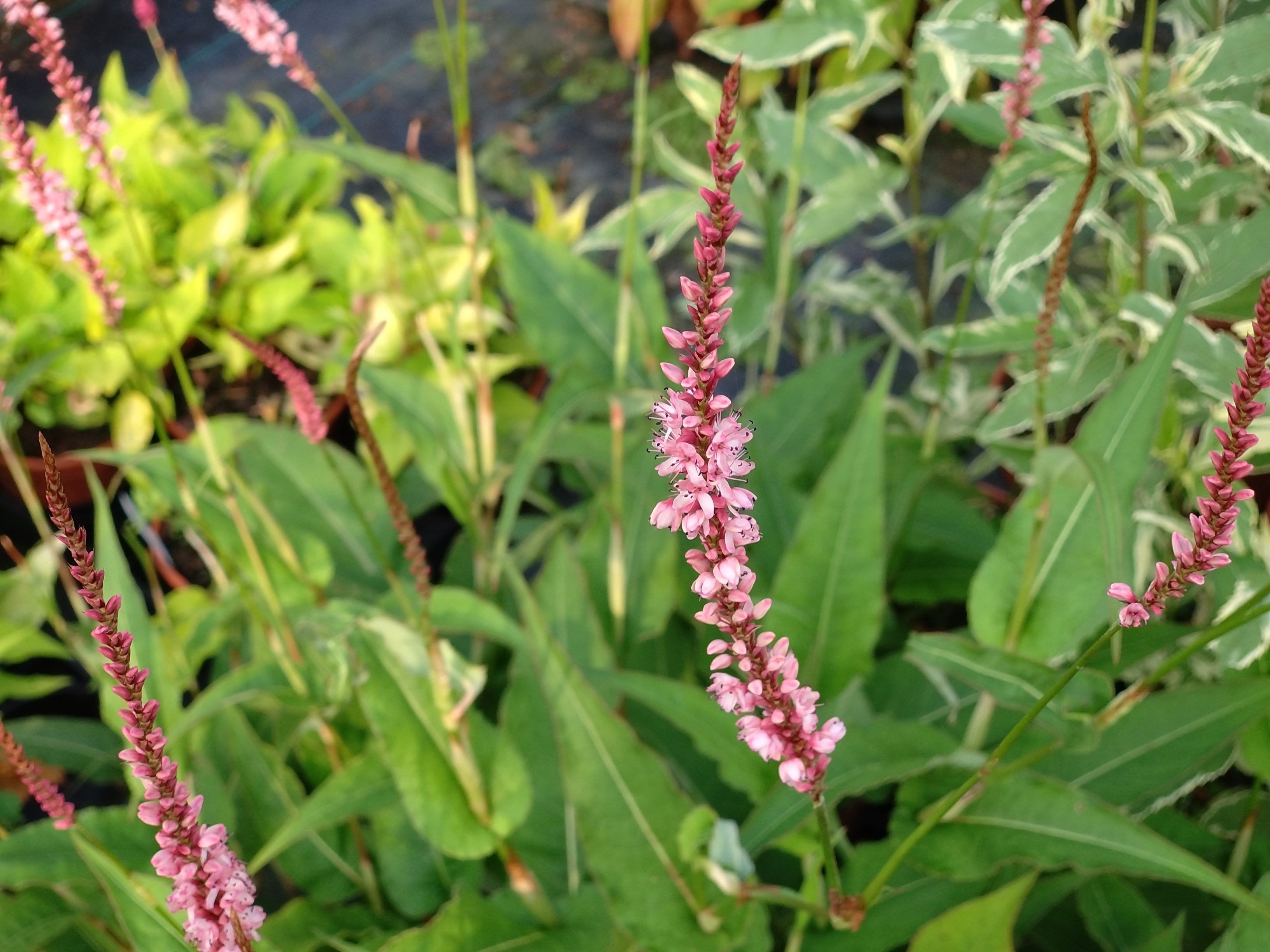 Passion Vivaces Persicaria Fascination renouée épi rose saumoné