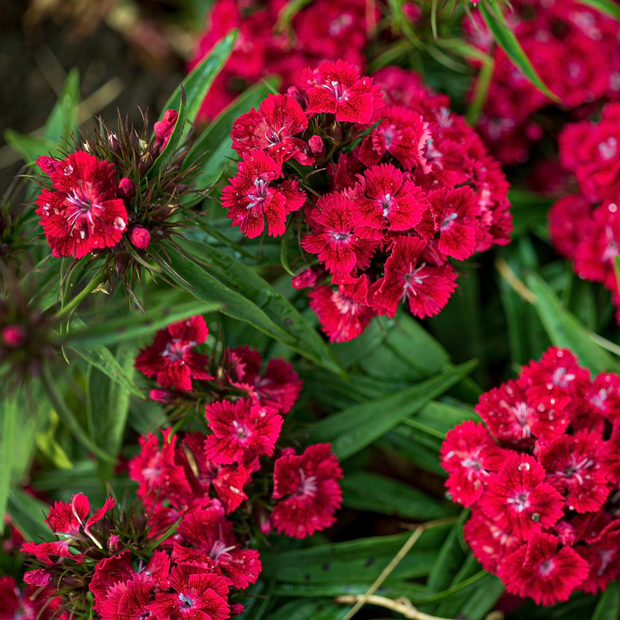 Bakker Œillet de poète Barbarini Red plante pot Ø19cm