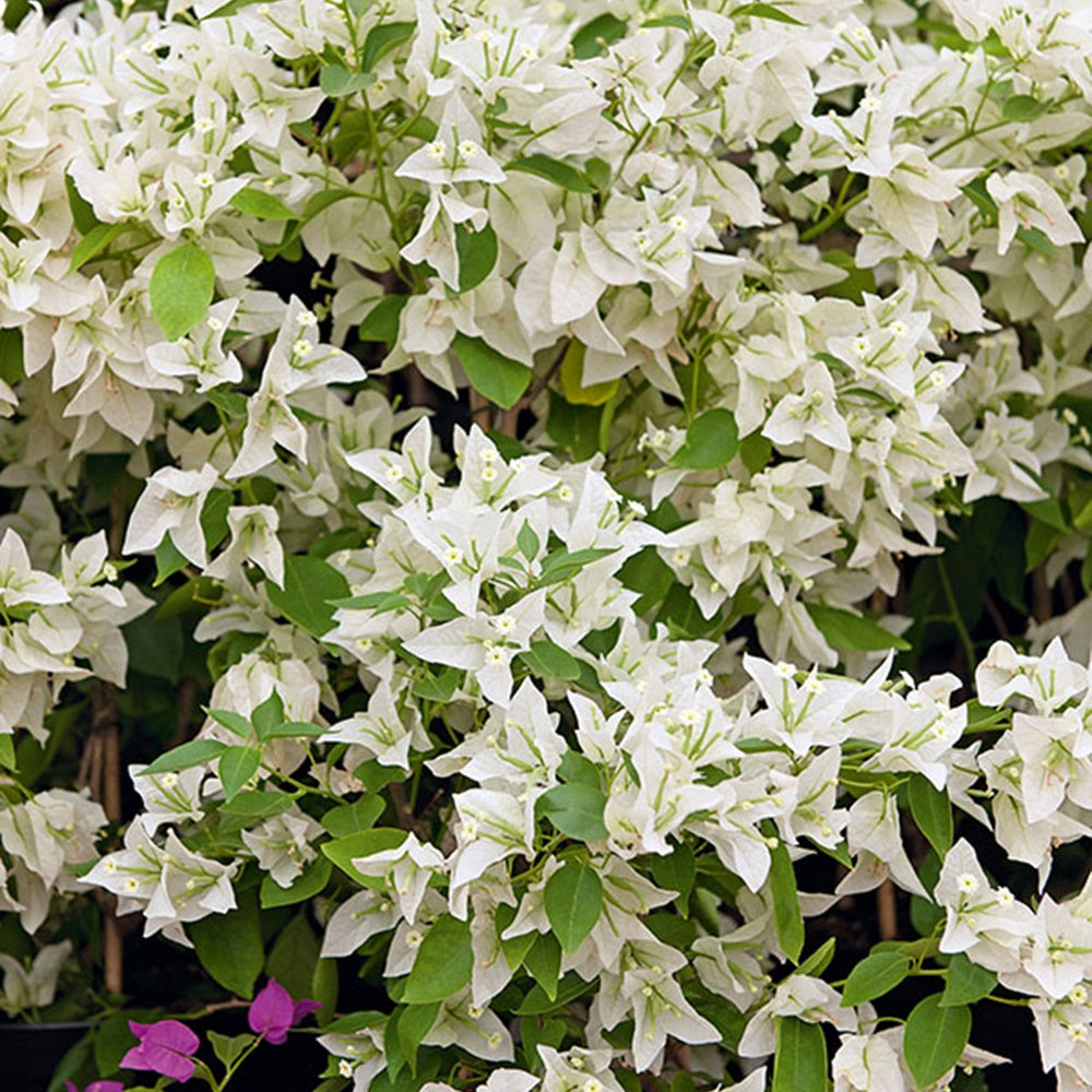 Bakker Bougainvillier blanc grimpante pot Ø12cm 30cm