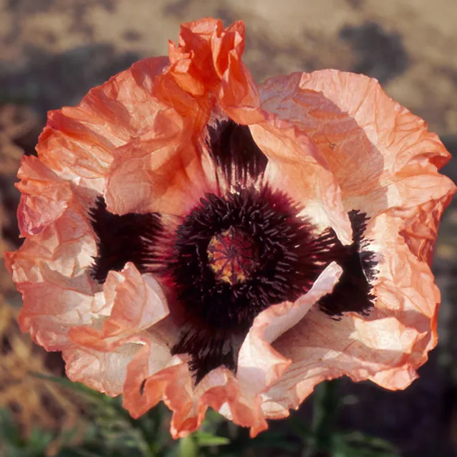 Bakker Pavot d'Orient Picotee plante vivace pot 8cm orange