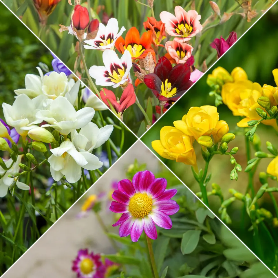 Bakker Bulbes fleurs d'été mélange sachet 30 bulbes