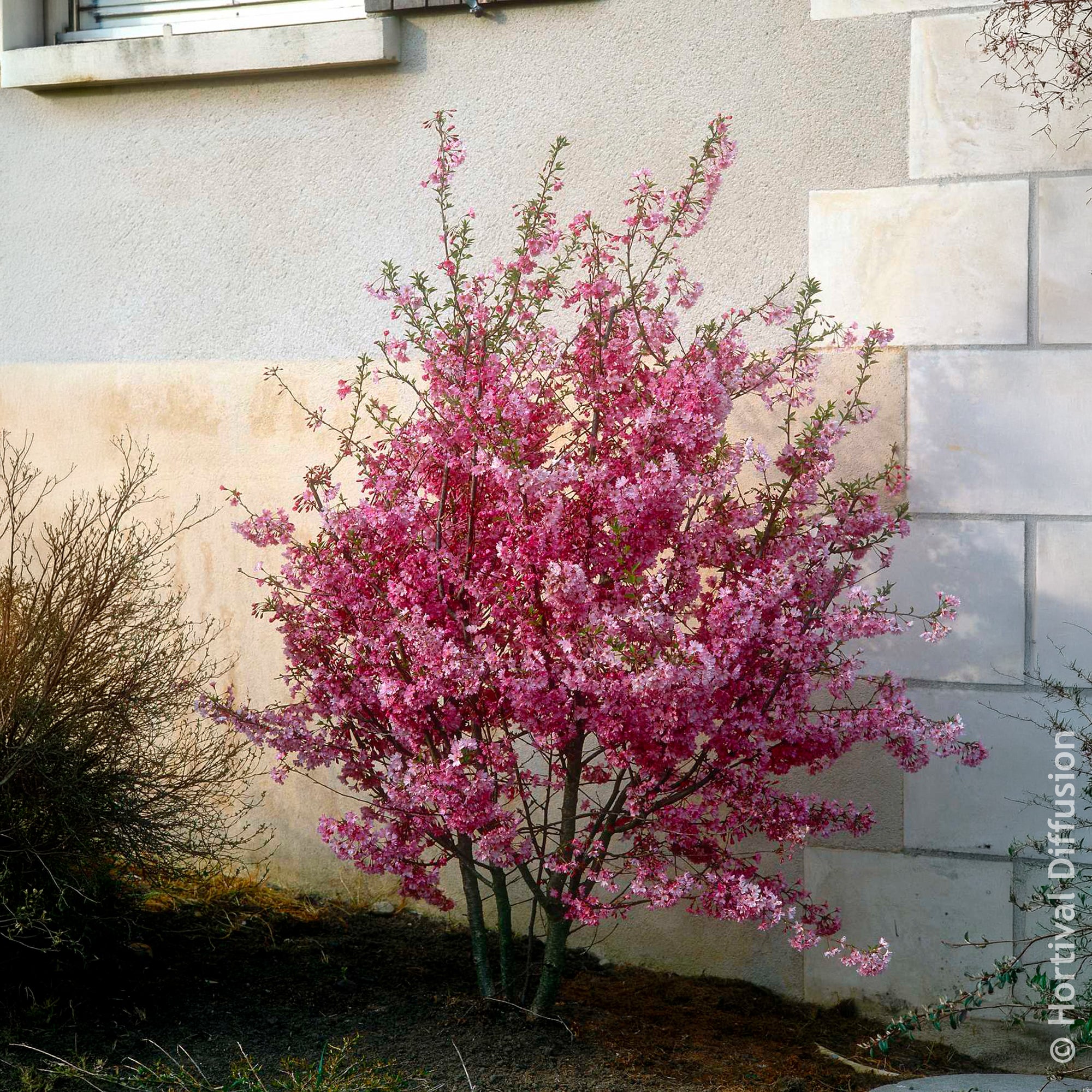 Bakker Fukubana cerisier du Japon pot 4,5L rose