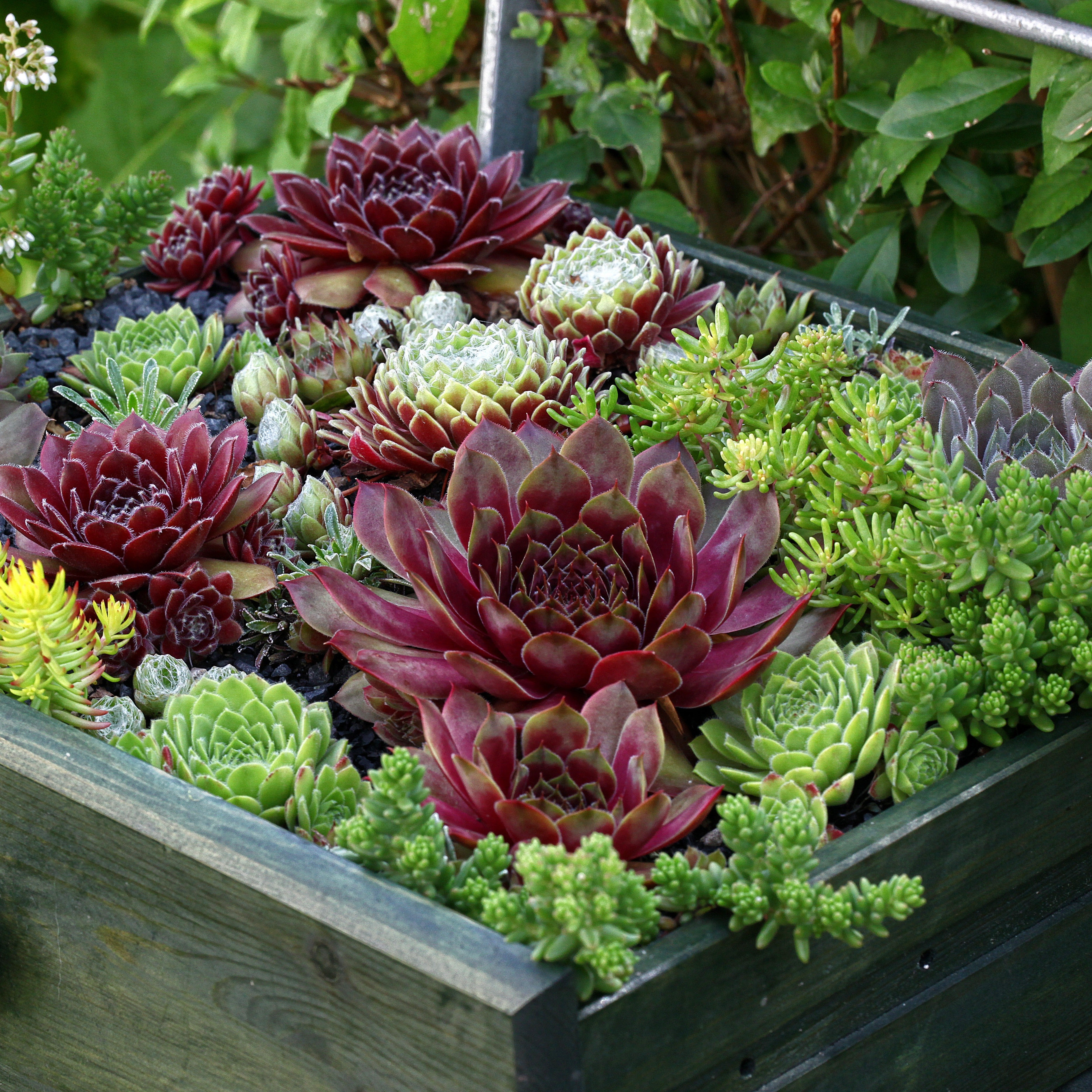Bakker 6 Joubarbes en mélange pot Ø9cm vivace