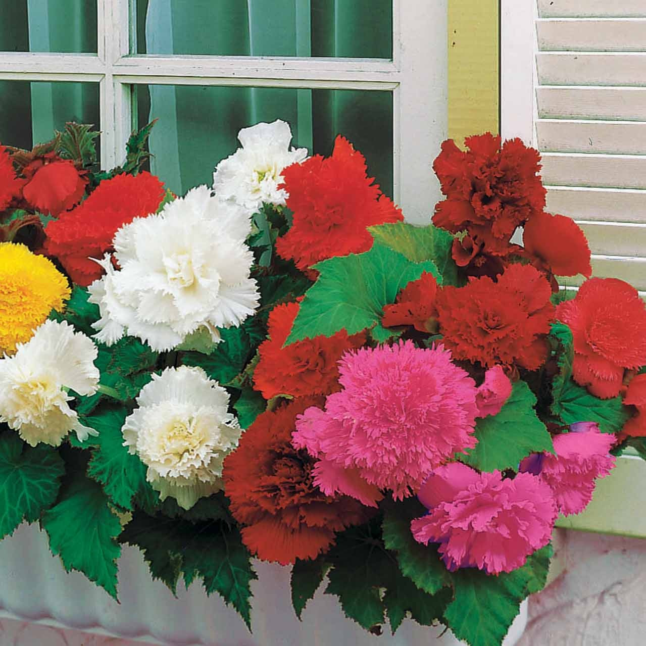 Bakker Bégonias grandes fleurs bulbes sachet 25 mi-ombre