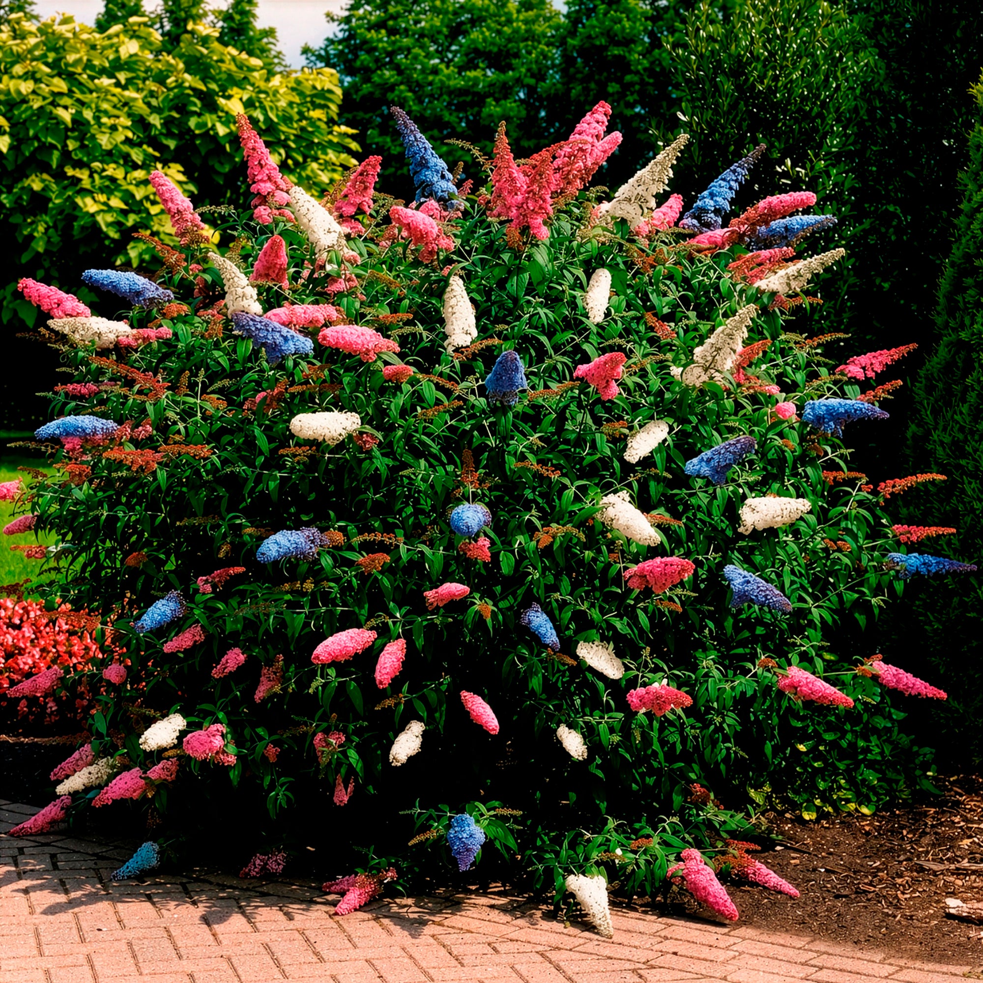Bakker Tricolor arbre à papillons pot 2L 3 couleurs