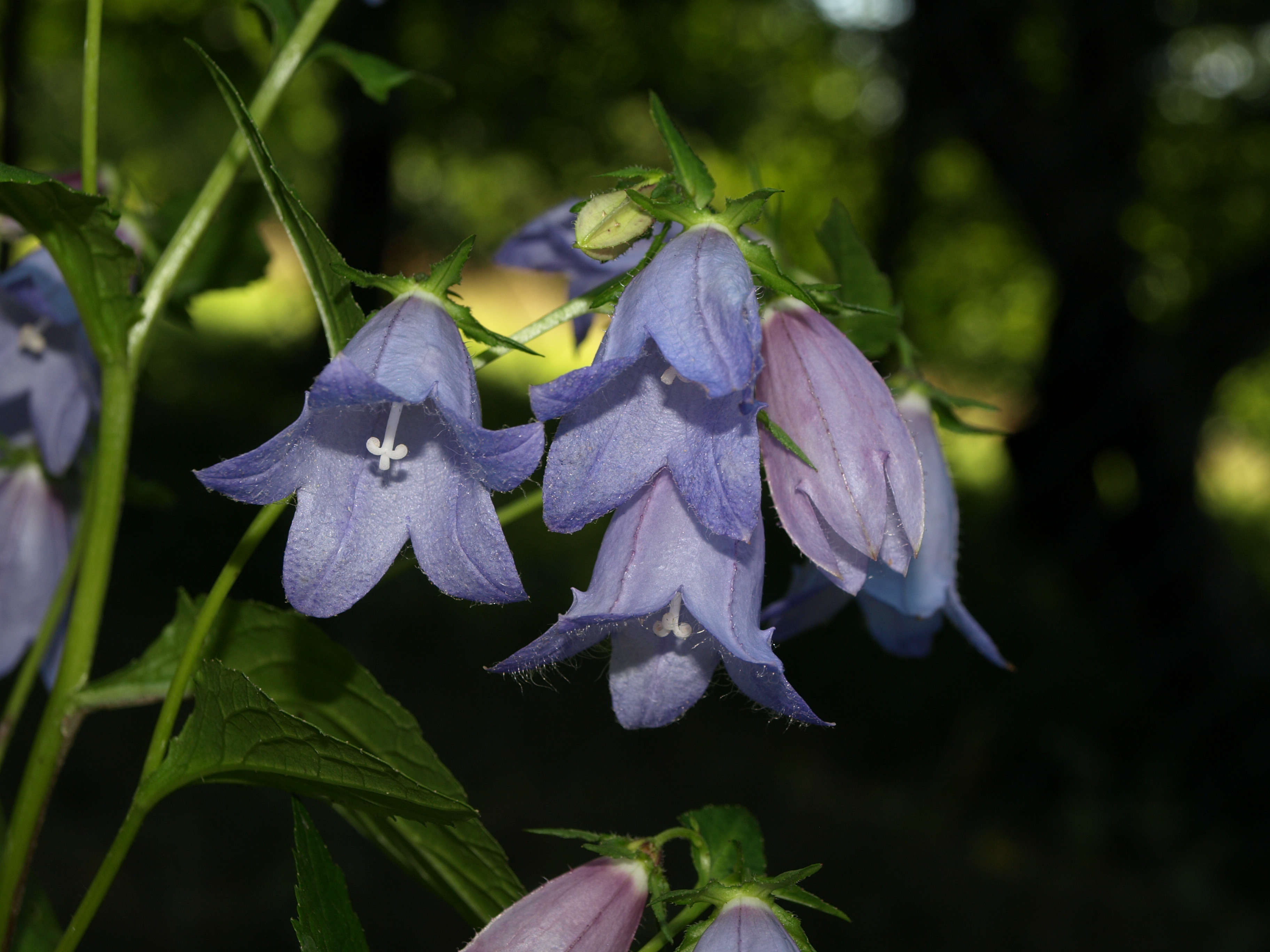 Passion Vivaces Campanula burghaltii campanule vivace godet bleue