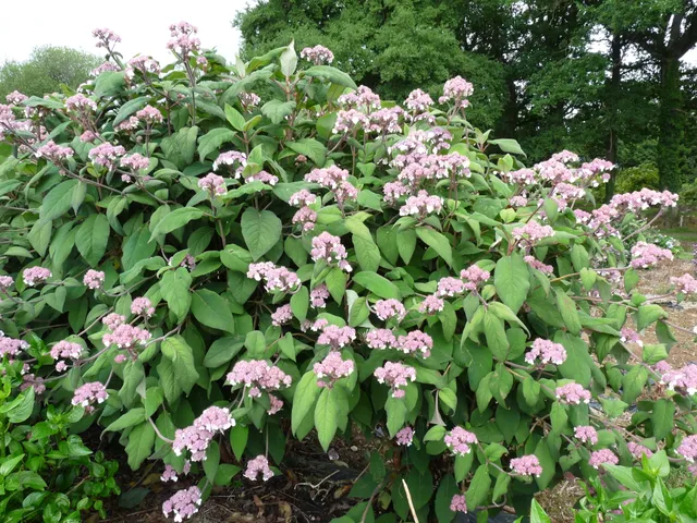 Les Hortensias du Haut Bois Bellevue Hydrangea aspera hortensia dentelle violette
