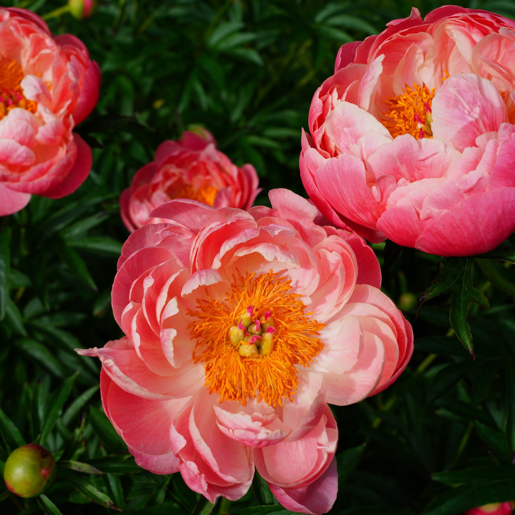 Bakker Coral Charm pivoine racine nue 3-5 yeux fuchsia