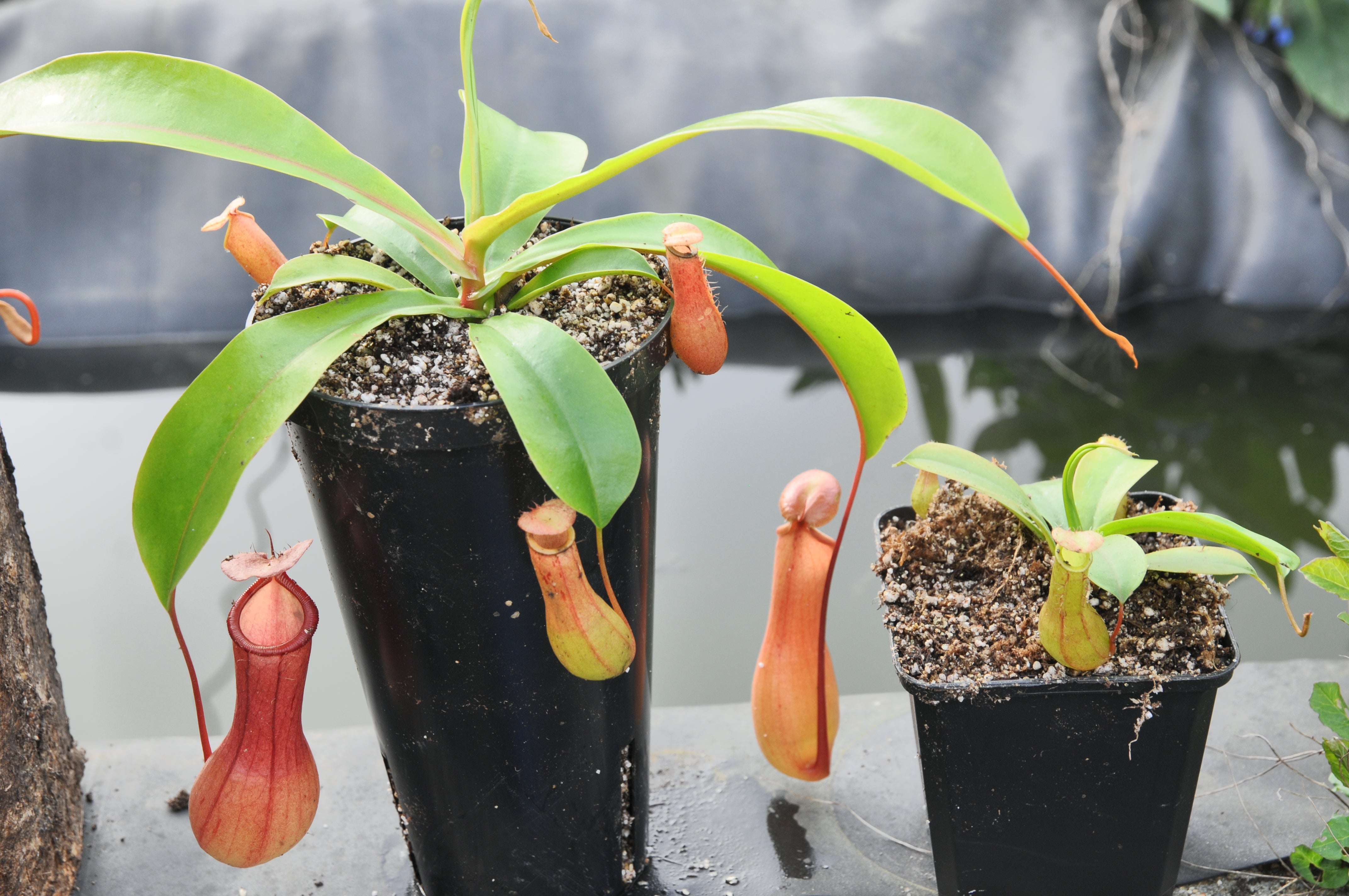 Carniflore Nepenthes ventrata plante carnivore semi-adulte pot 9cm