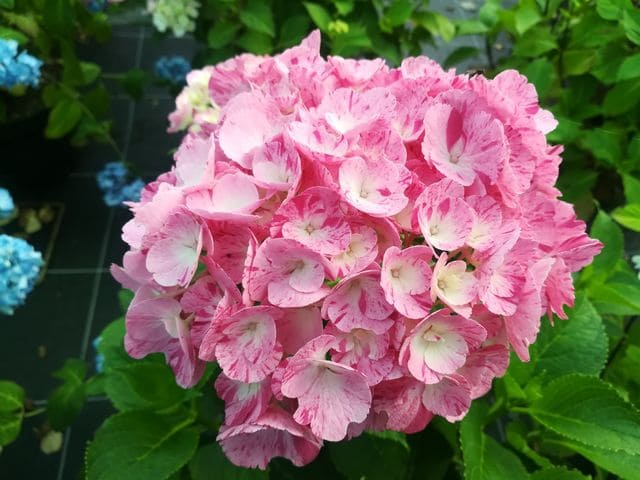 Les Hortensias du Haut Bois Sweet Fantaisy hortensia rondes godet