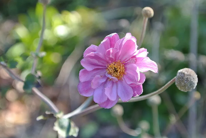 Passion Vivaces Anemone Pamina vivace rose godet