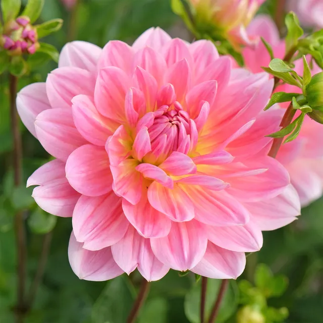 Bakker Dahlia Twiggy bulbe rose fleur à couper sachet 1
