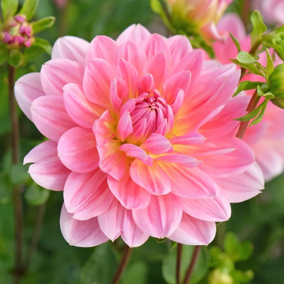 Bakker Dahlia Twiggy bulbe rose fleur à couper sachet 1
