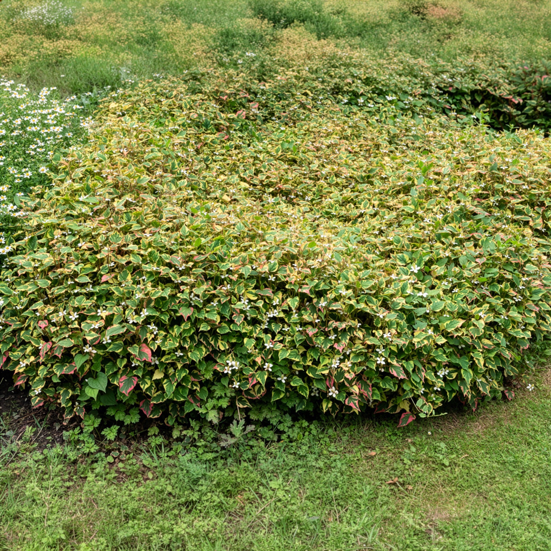 Bakker Plantes de bassin Houttuynia cordata Chameleon plante de bassin pot 9cm