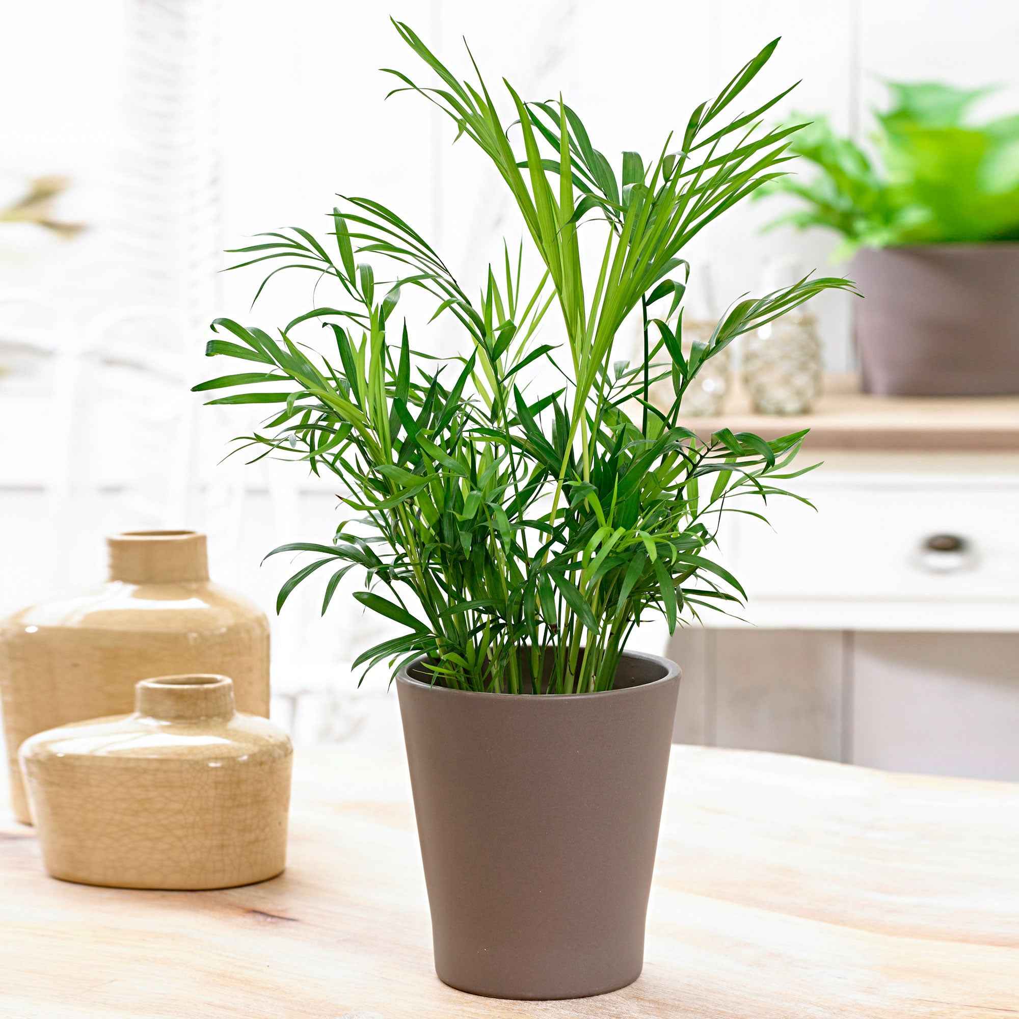 Bakker Chamaedorea palmier des montagnes pot 12cm 30cm ombre