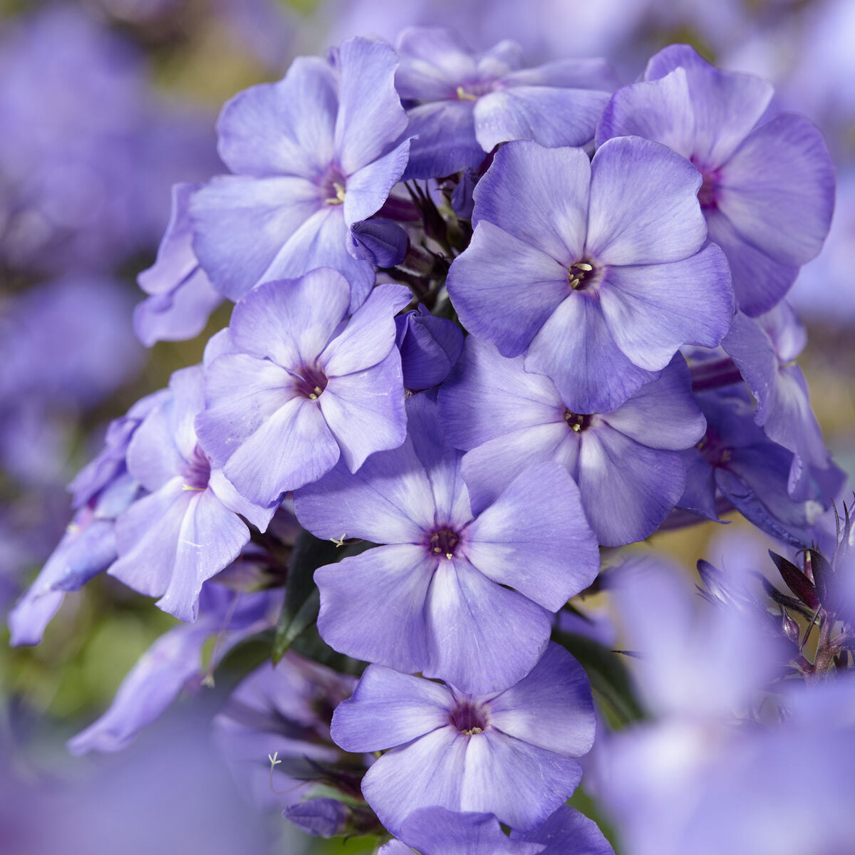 Bakker Phlox Blue Paradise vivace pot 9cm bleu