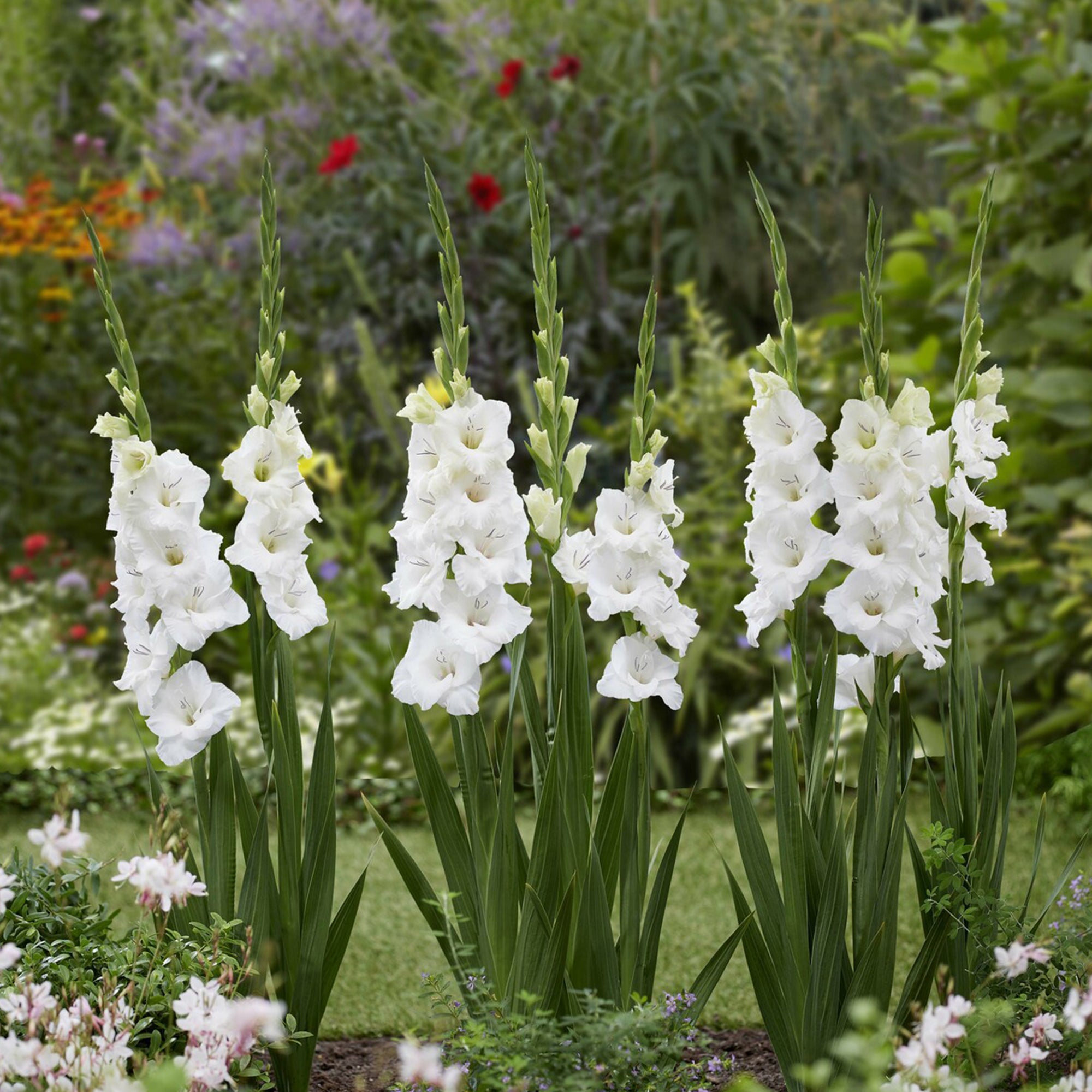 Bakker Bulbes Glaïeuls Blondy sachet 25 bulbes fleur blanche
