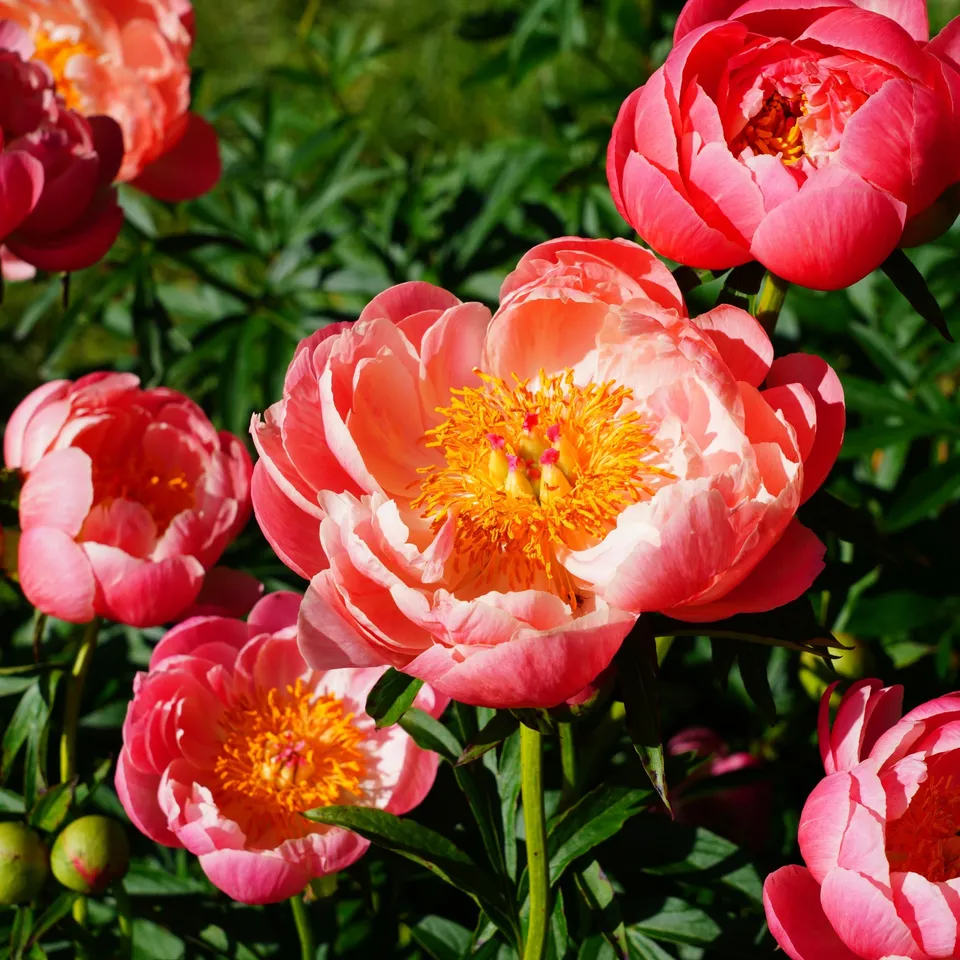 Bakker Coral Charm pivoine racine nue 3-5 yeux fuchsia