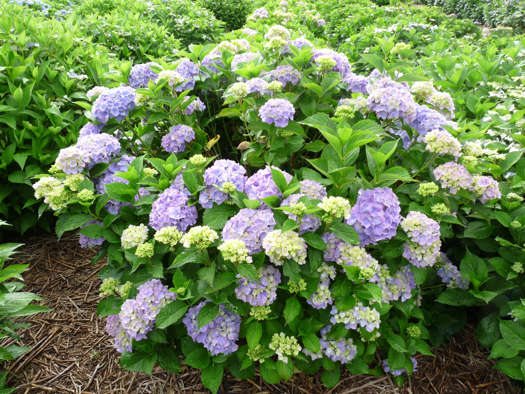 Les Hortensias du Haut Bois Gertrud Glahn hortensia boule godet