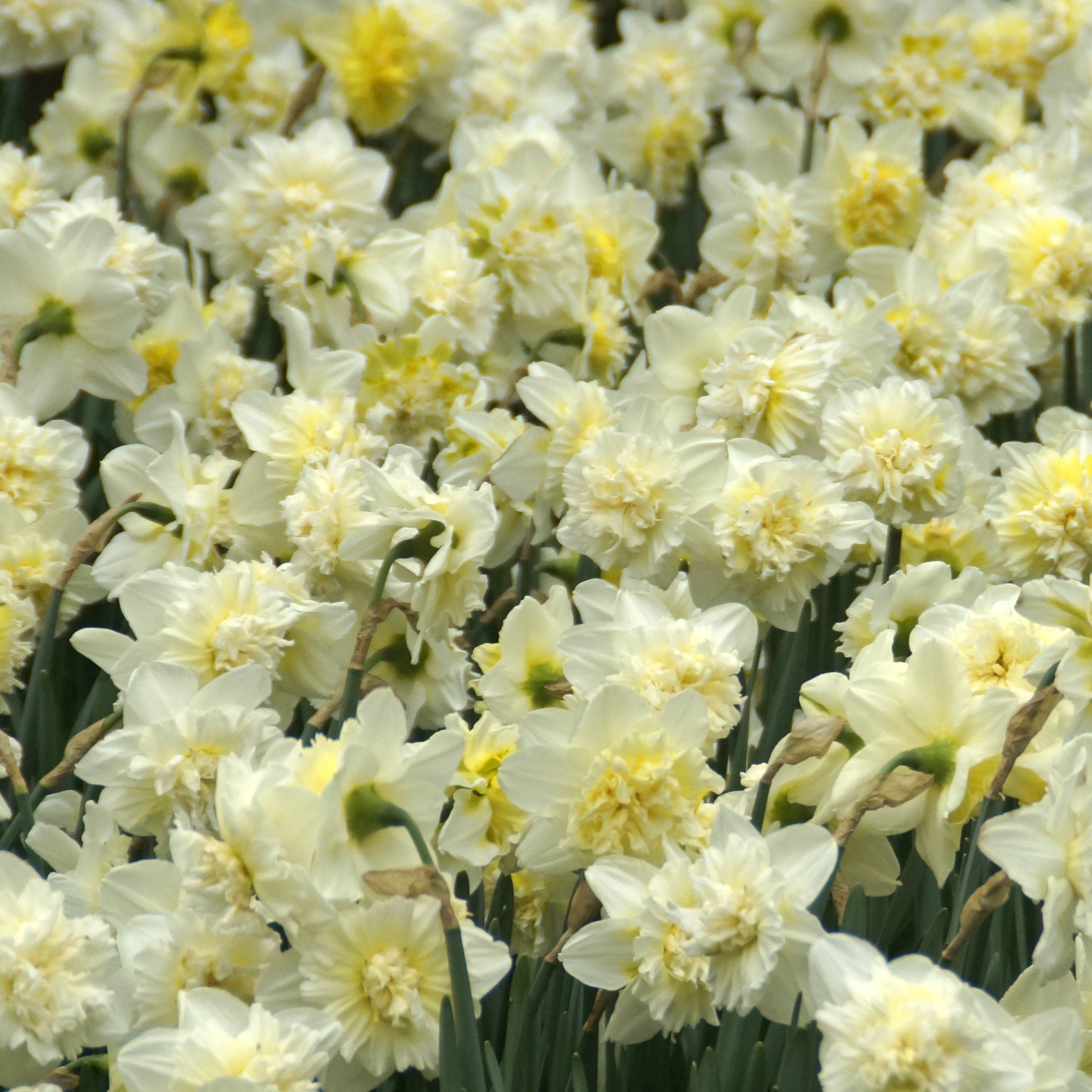 Bakker Bulbes 5 Narcisses Ice King bulbes jaune sachet 5