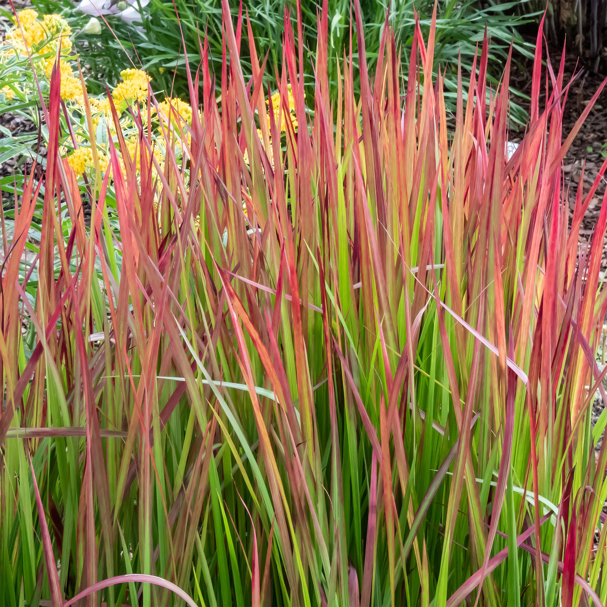 Bakker Imperata Red Baron graminée 2 pots 9cm feuillage rouge