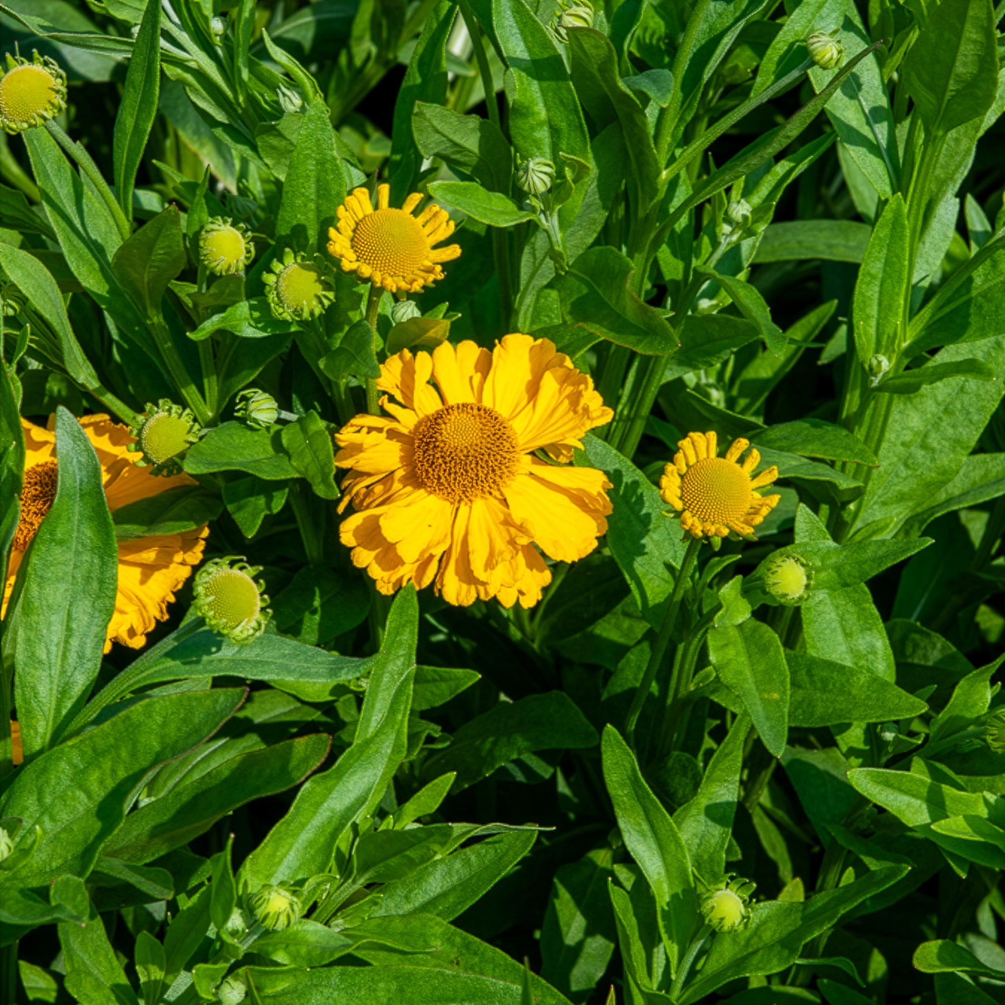 Bakker Hélénie Pumilum Magnificum vivace pot 9cm jaune