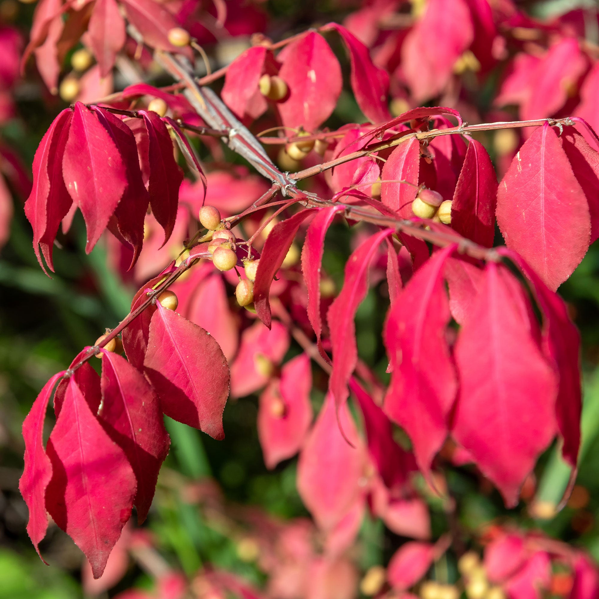 Bakker Fusain de Chine Euonymus phellomanus arbuste pot 2L