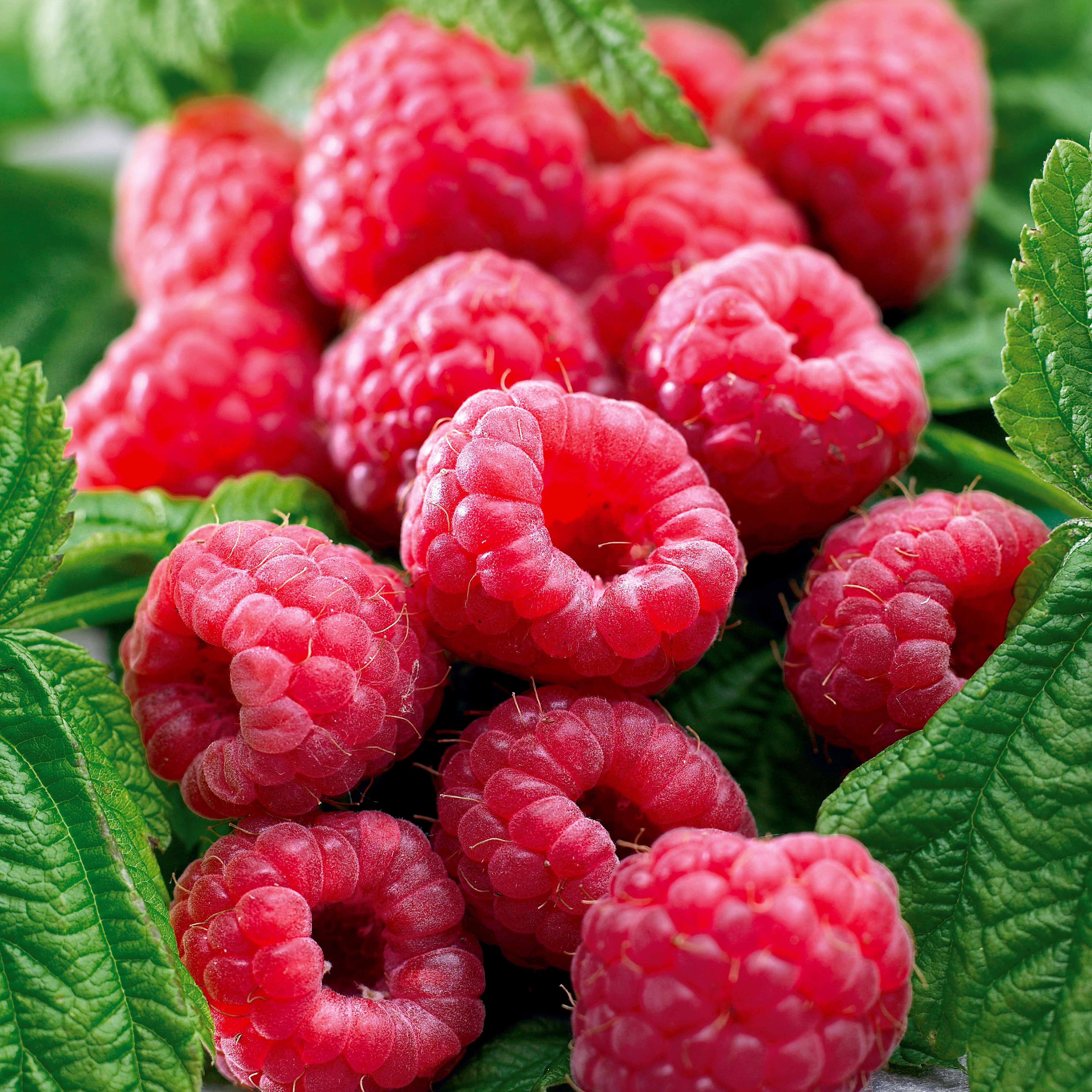 Bakker Fruitiers Framboisier Marastar MA29-20 pot 2L sans épines