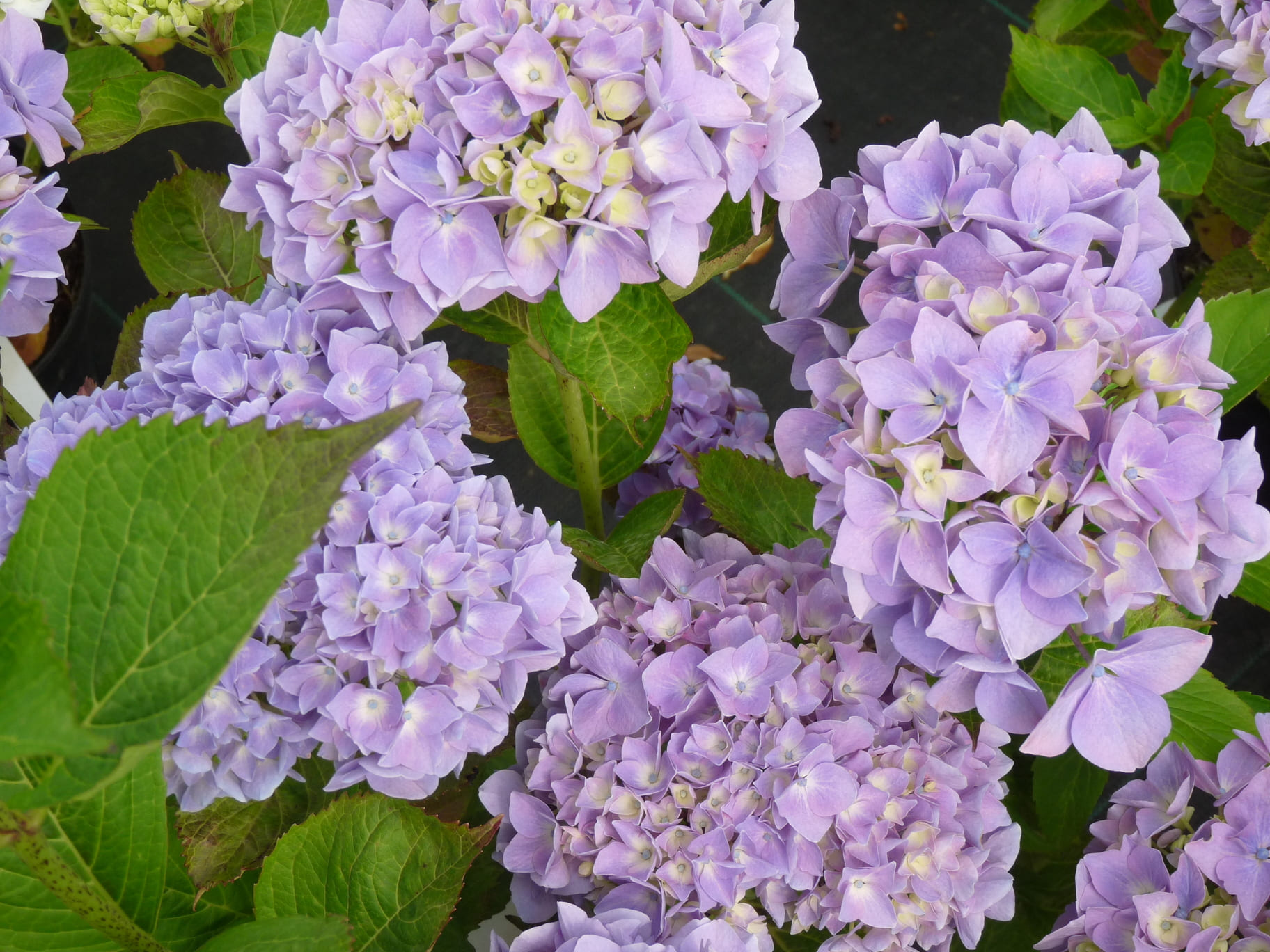 Les Hortensias du Haut Bois Ami Pasquier hortensia rouge fleurs rondes