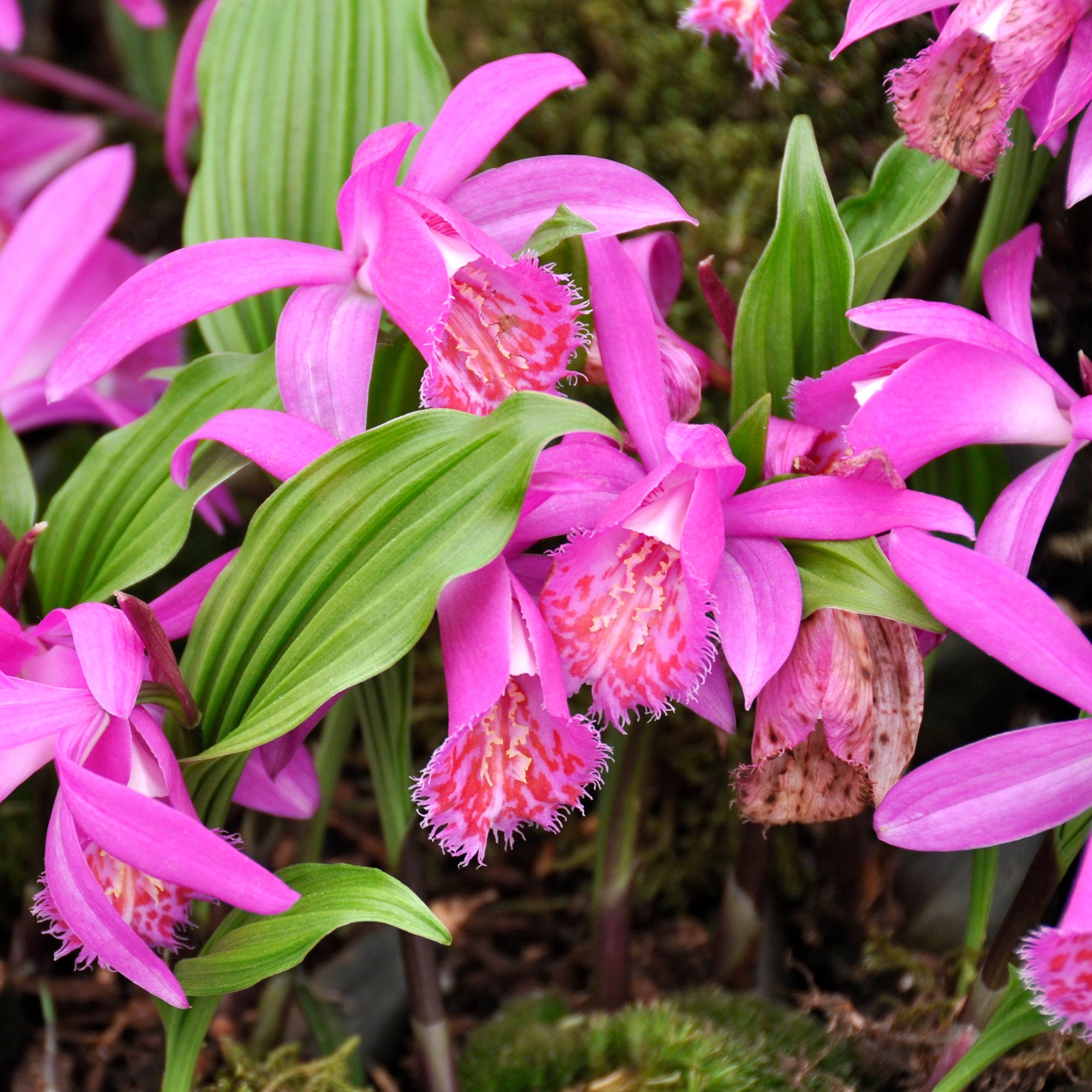 Bakker Bulbes Orchidée Pleione Tongariro rose 1 bulbe