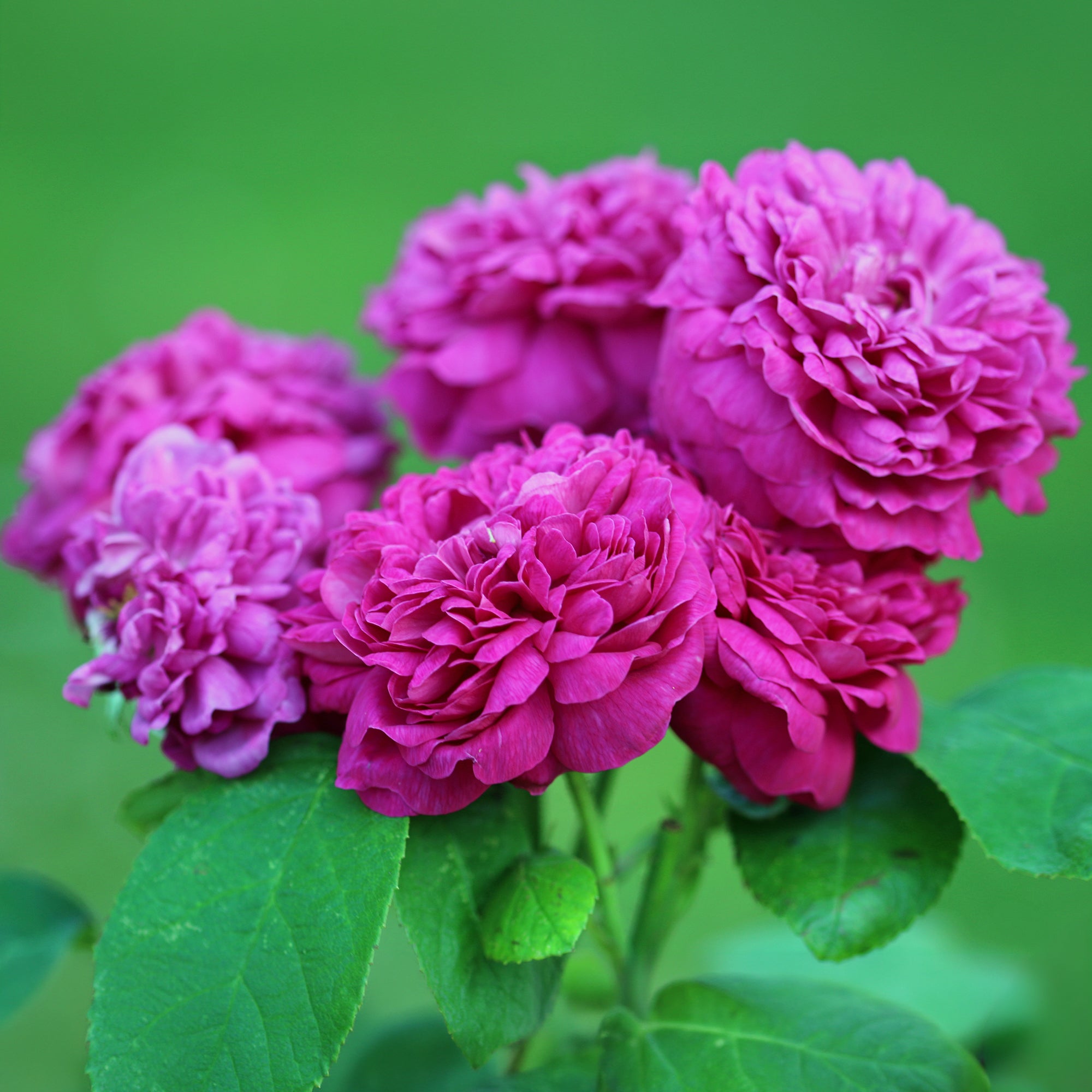 Bakker Rose de Rescht rosier ancien parfumé pot 4L rose fuchsia
