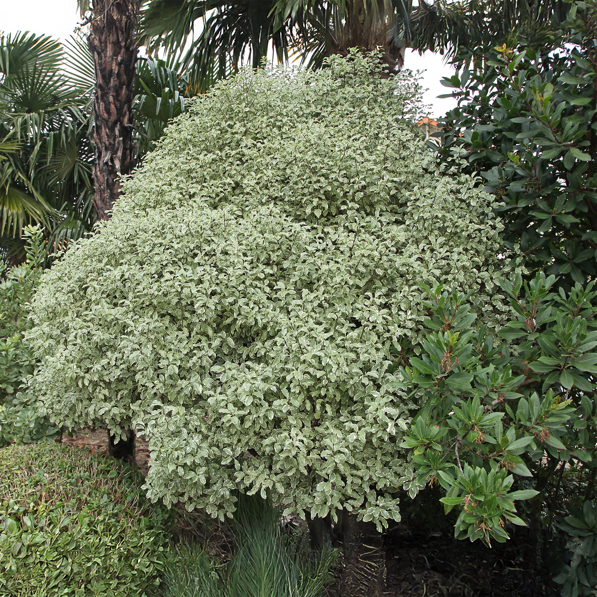 Bakker Pittosporum tenuifolium variegatum pot 2 L