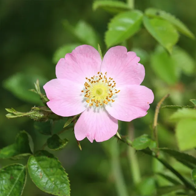 Bakker Eglantier Odorant rosier pot 3L fleurs roses parfumées