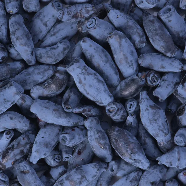 Bakker Borealis Baie de Mai camerisier pot 2L