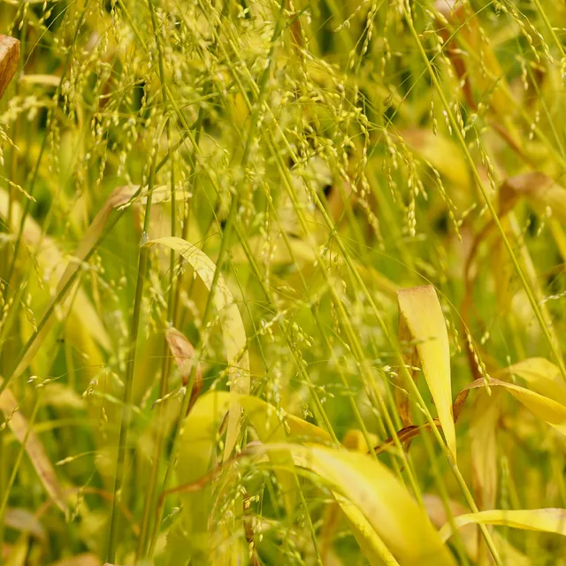 Bakker Milium effusum Aureum graminée pot 9cm ombre