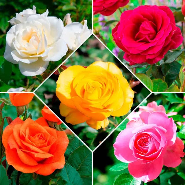Bakker Collection 5 Rosiers pour bouquets racines nues mix