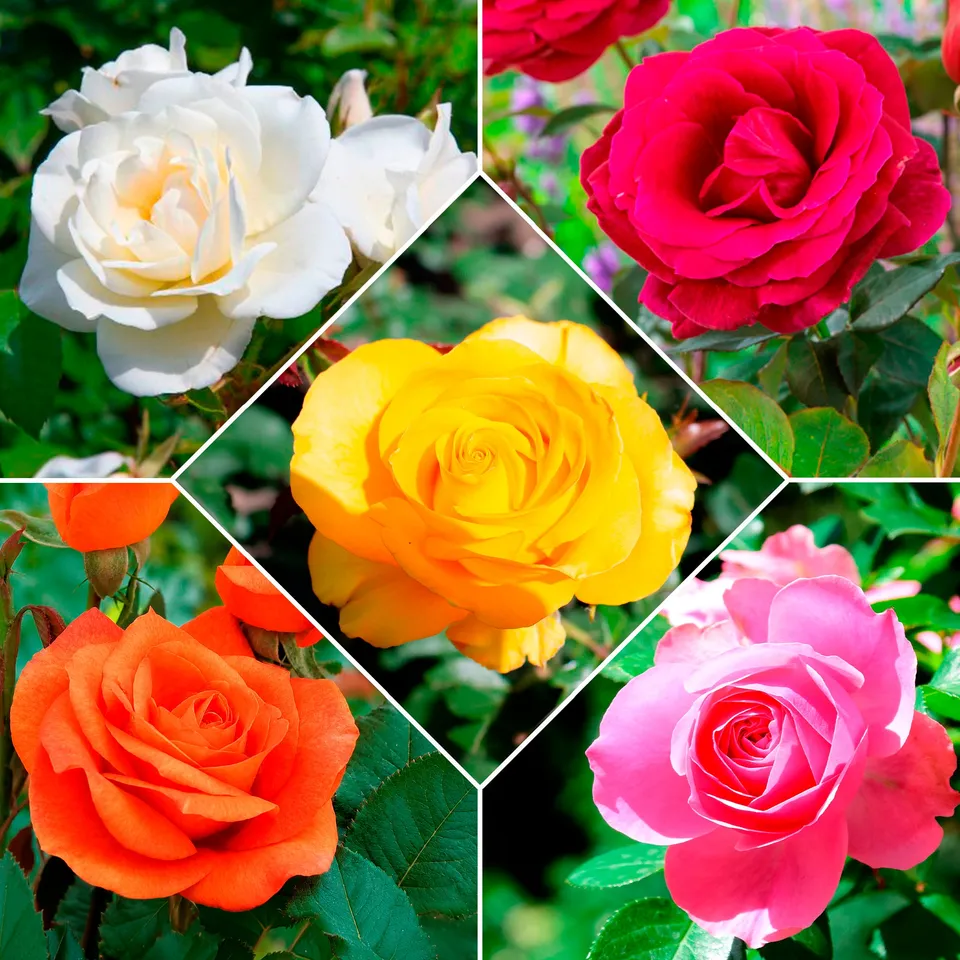 Bakker Collection 5 Rosiers pour bouquets racines nues mix