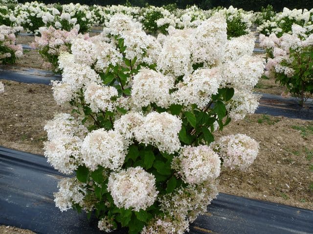 Les Hortensias du Haut Bois Phantom hortensia tige panicule blanc