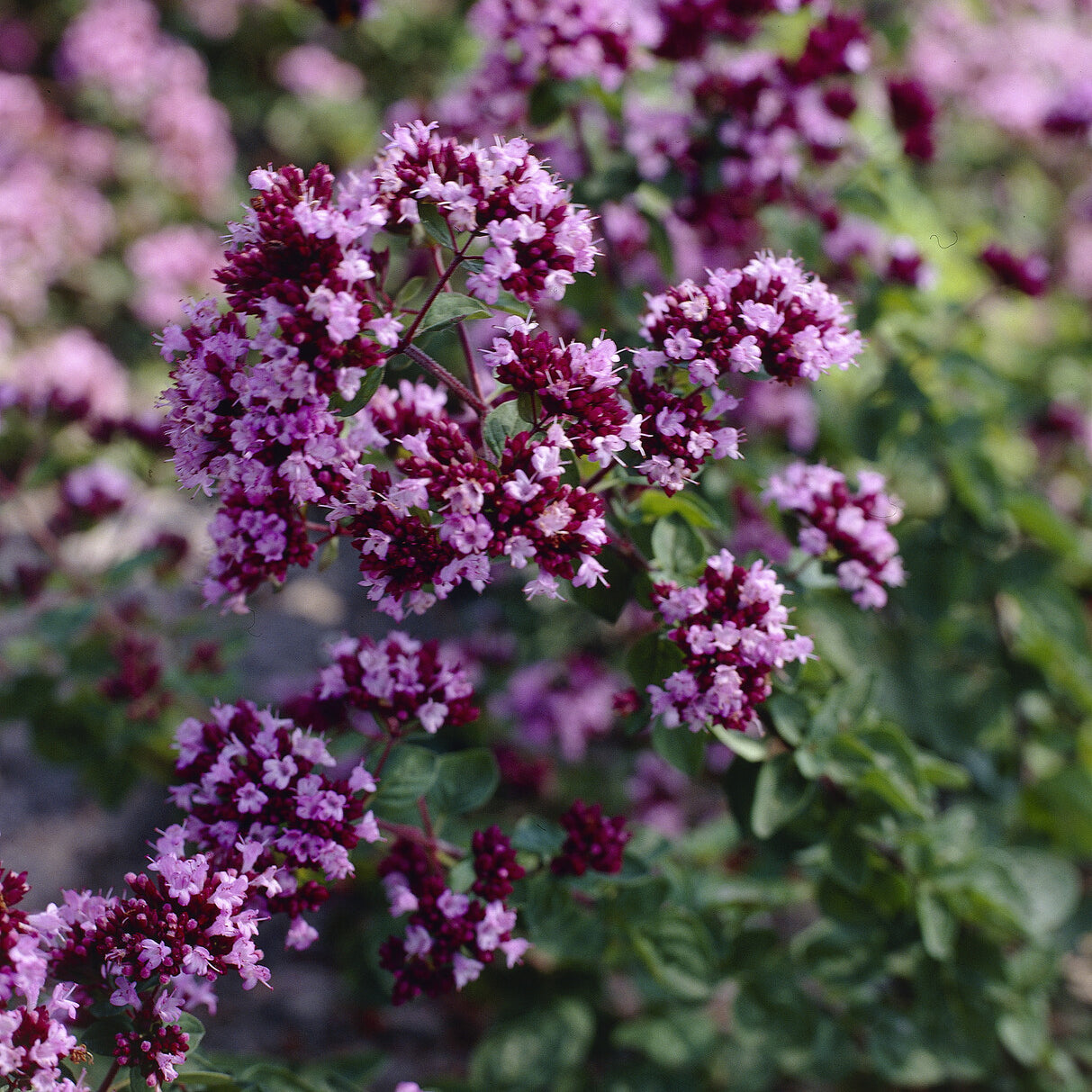 Bakker Origan Rosenkuppel vivace pot 9cm fleurs violettes
