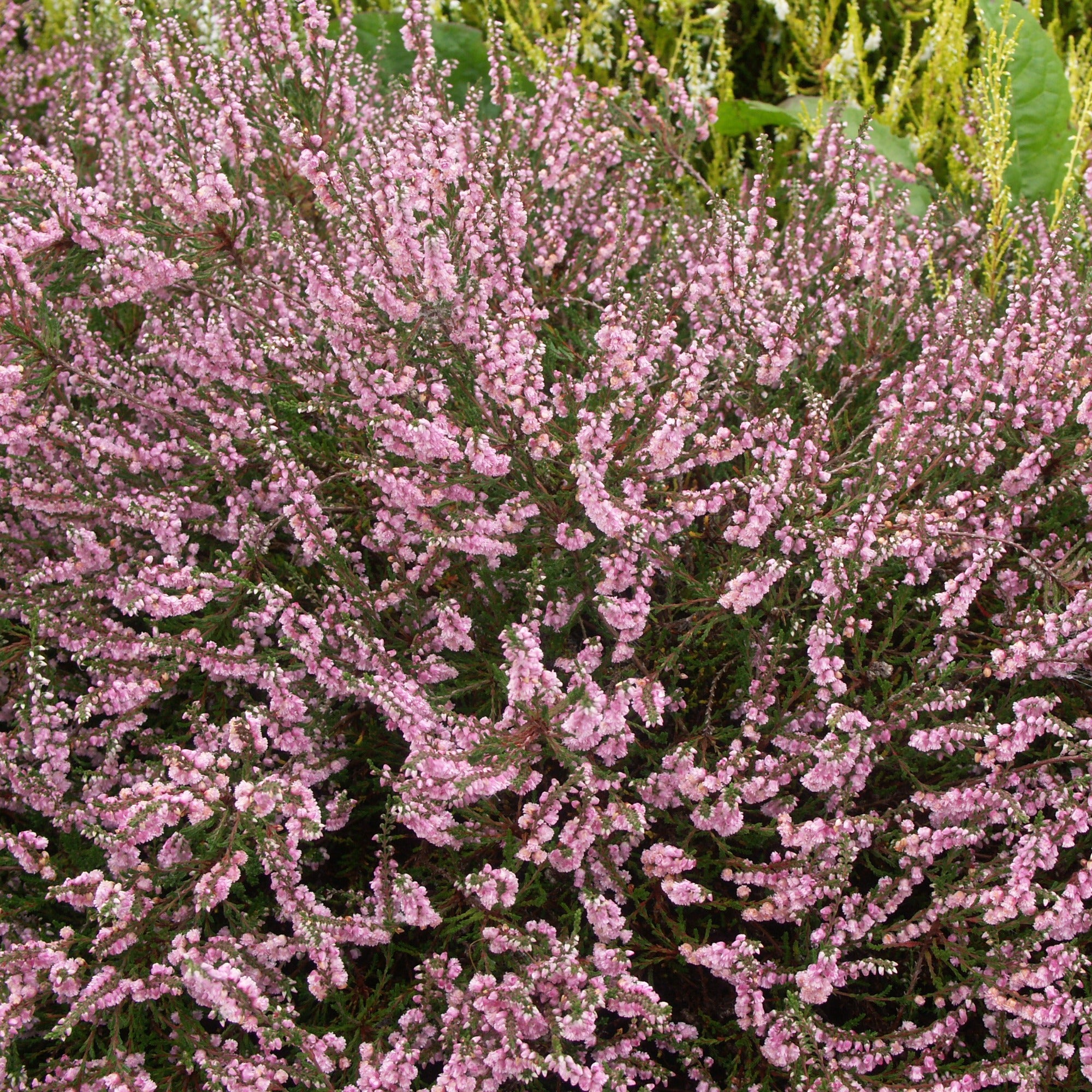 Bakker Bruyère d'été rose Calluna 3 pots 8 cm