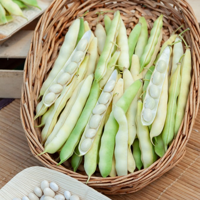 Bakker Collection Haricots graines potagères 3 sachets récolte été