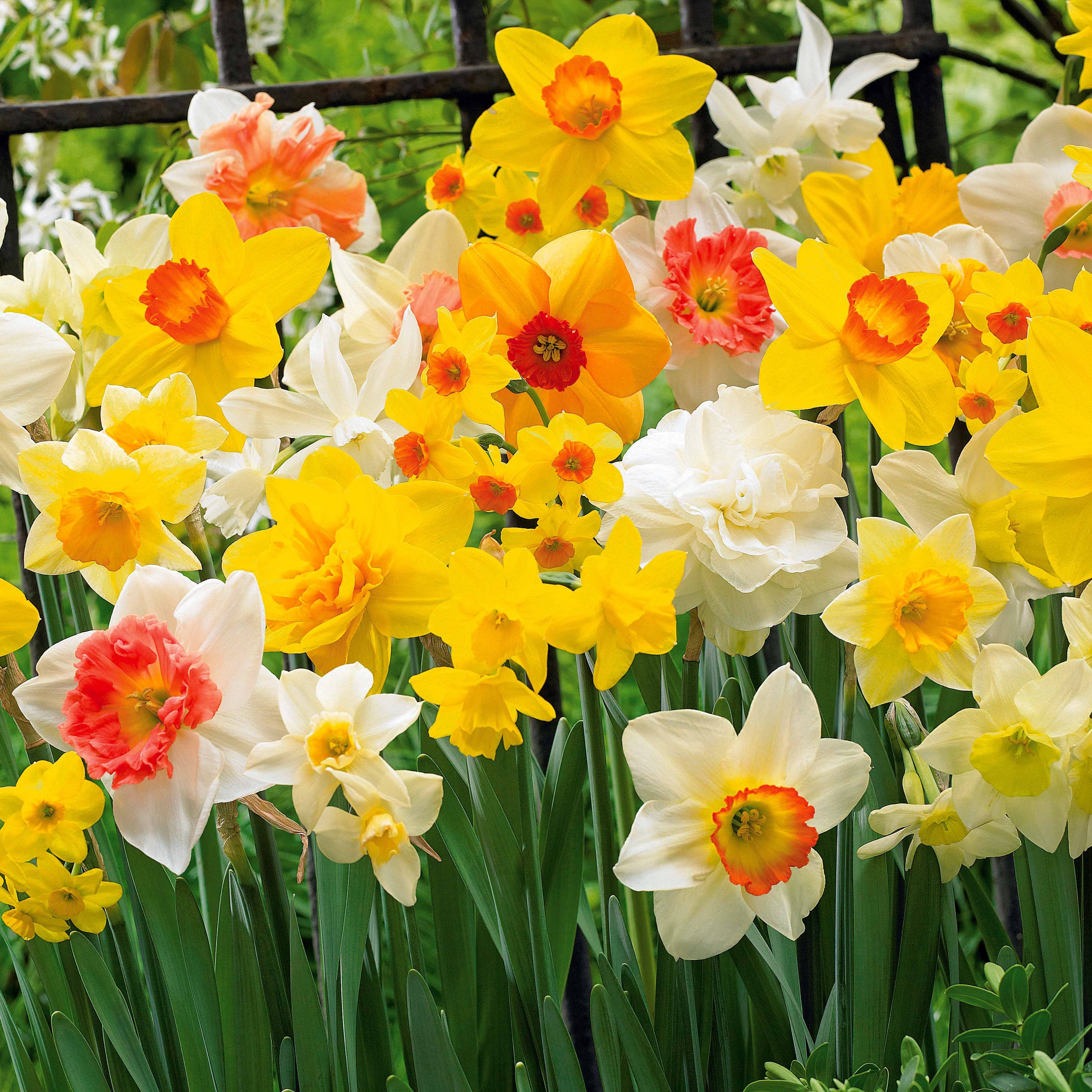 Bakker Narcisses en mélange bulbes sachet 20 calibres 12-14cm