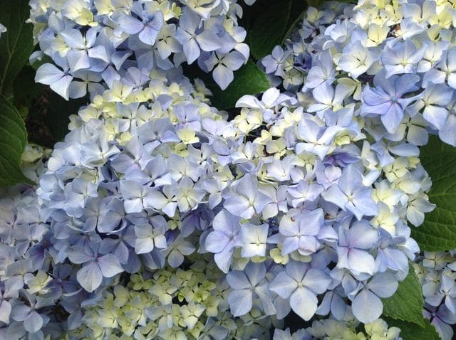 Les Hortensias du Haut Bois Otaksa Monstruosa hortensia