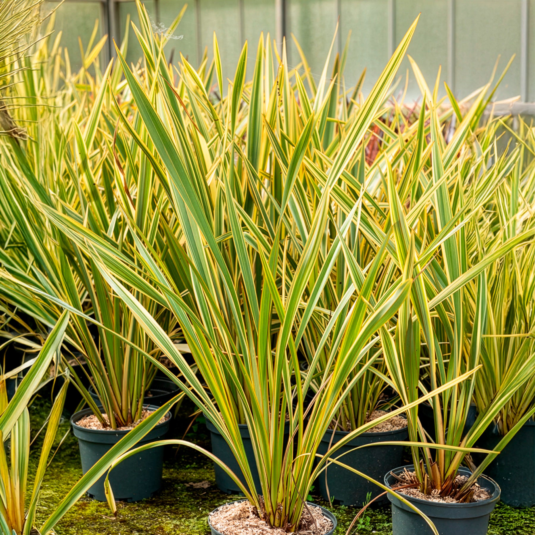 Bakker Golden Ray phormium lin Nouvelle-Zélande pot jaune