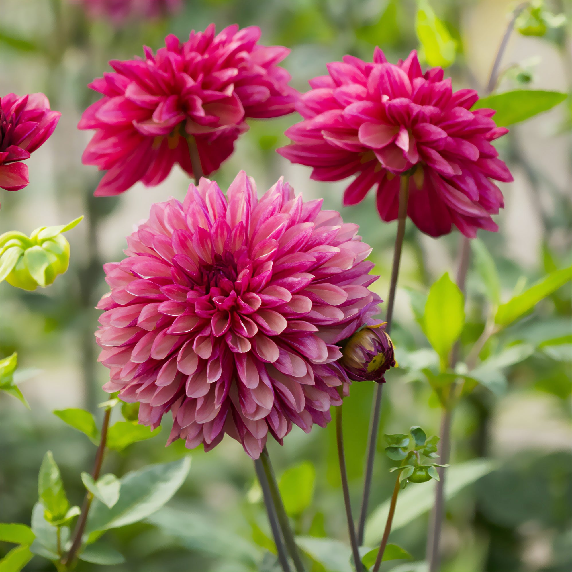 Bakker Dahlia Bacardi décoratif rose sachet 3 bulbes